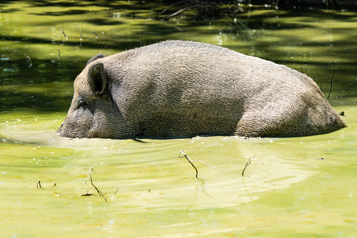 Closeup of a european wild boar looking for food in a puddle of mud