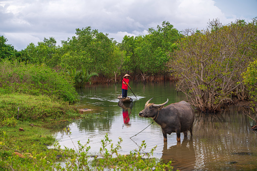 Fisherman in Ru Cha forest - a mangrove forest in leaf changing season - Huong Phong, Huong Tra, Thua Thien Hue province