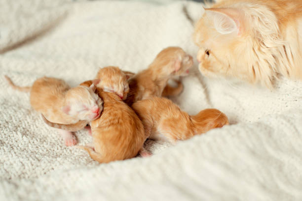 nowonarodzone kocięta. ślepe kocięta. czerwone kocięta, które właśnie się urodziły - newborn animal zdjęcia i obrazy z banku zdjęć