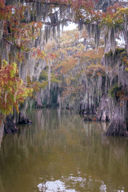 istock an opening in the dense swamp 1446943150