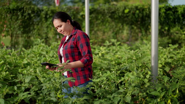 Mid-age Asian professional female gardener holding tablet and looking at healthy green chili pepper. Asian smart farmer using digital tablet for recording how growth of green pepper chili plantation at smart farming. Agriculture technology