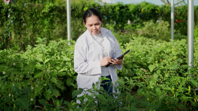 Beautiful mid adult Asian female farmer is studying in grow vegetables for quality analysis to collect data and checking the quality and quantity of production of organic vegetables at modern hydroponic farms. Smart farm