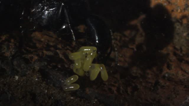 ant queen lays eggs