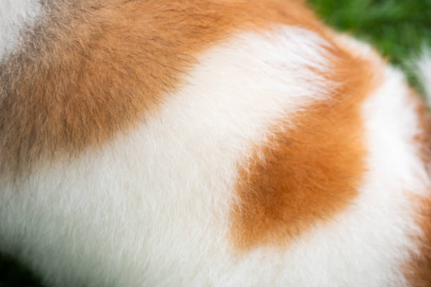 Background of dog hair. The dog's background. The dog's coat and skin are white with brown spots. stock photo