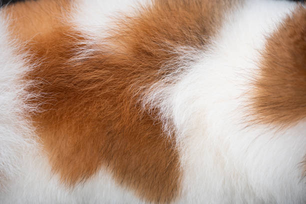 Background of dog hair. The dog's background. The dog's coat and skin are white with brown spots. stock photo