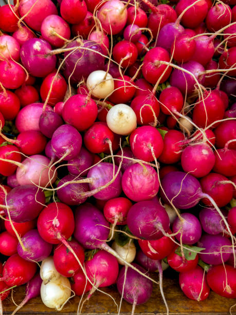 radis - radish bunch red vegetable photos et images de collection