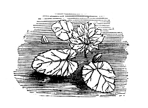 Antique engraving illustration: White water lily