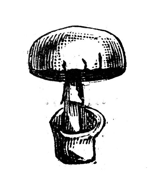 Antique engraving illustration: Amanita caesarea, Caesar's mushroom Antique engraving illustration: Amanita caesarea, Caesar's mushroom amanita caesarea stock illustrations