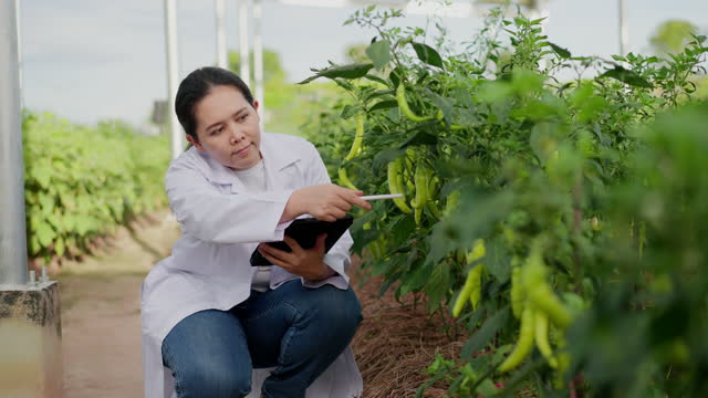 Mid-age Asian woman gardener taking care and checking quality and quantity of green pepper chili production by recording result in digital tablet at smart farming. Asian woman using digital tablet and technology for management in organic vegetable farms.