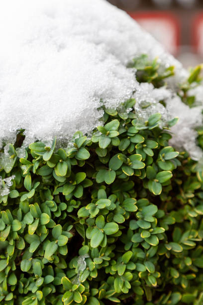 istock A boxwood bush is covered with snow 1446948832