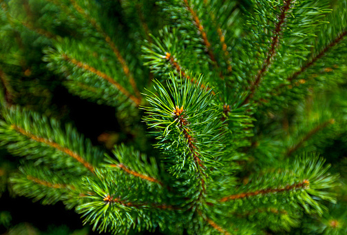 Young shoots on spruce branches. Pine needles, natural background