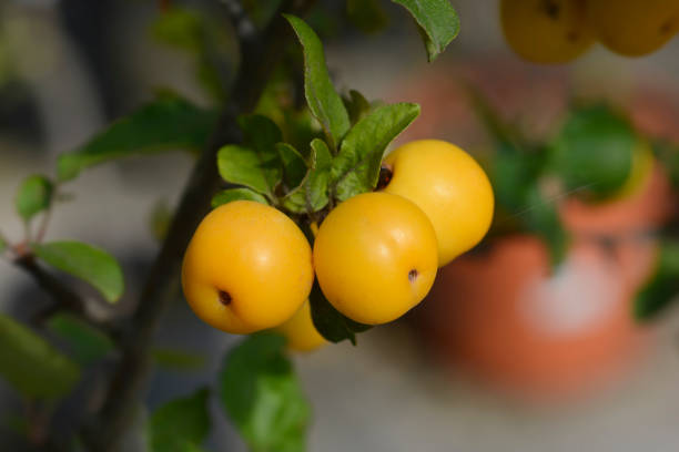 istock Crabapple Golden Hornet 1446949428