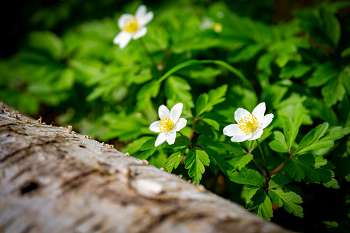 Majestic cherry blossoms. White flower close up. Spring blooms. Spring storytelling. Greeting card, postcard. Copy space.