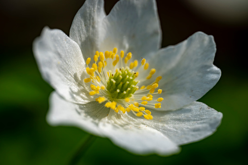 Detail of wood anemones in the forrest with backlight and blue sky in the background creating an idyllic mood