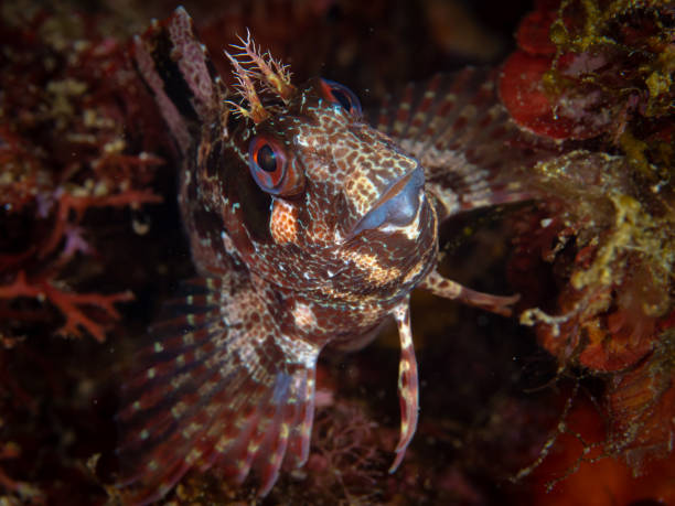 istock Blenny in the Mediterranean Sea 1446949688
