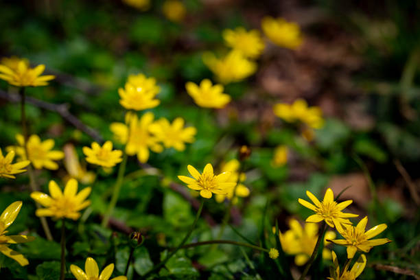 Yellow spring flowers in a woodland setting.