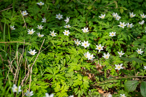 Wood anemones in a nature reserve woodland.