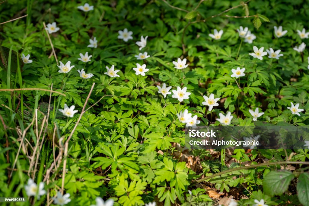 Wood anemones in a nature reserve woodland Wood anemones in a nature reserve woodland. 2022 Stock Photo