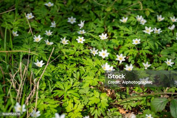 Wood Anemones In A Nature Reserve Woodland Stock Photo - Download Image Now - 2022, Anemone Flower, April
