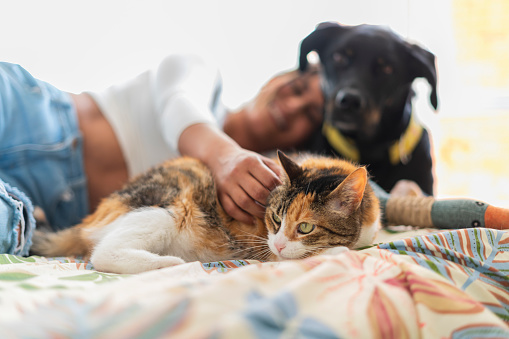 Latina woman of average age of 25 dressed comfortably is lying on the bed that is in her room with her two pets, a black dog and a yellow cat, whom she caress