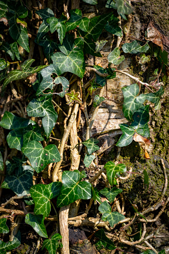 Ivy in a nature reserve woodland.
