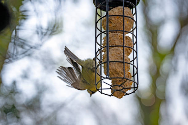 Bluetit on a bird feeder Bluetit on a bird feeder. Garden Birds stock pictures, royalty-free photos & images