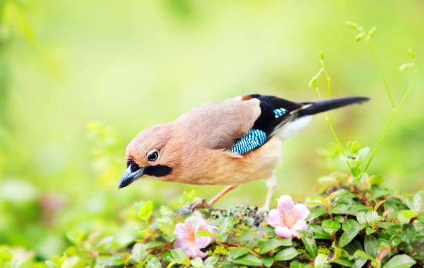 istock Creative Zimbabwe Wildlife picture 1446952685
