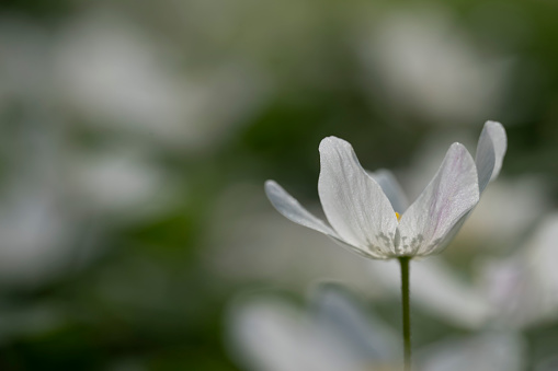 Single wood anemone in a nature reserve woodland.