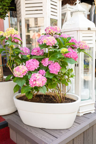 istock Blooming hydrangea in a decorative ceramic pot. Lush pink hydrangea flowers 1446954475