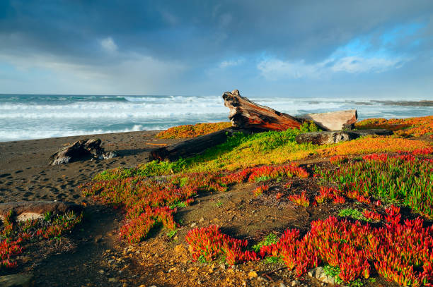 MacKerricher State Park, California, USA
