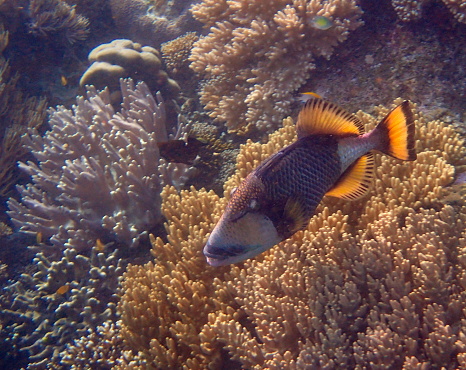 Mansuar island, Raja Ampat, West Papoua, Indonesia