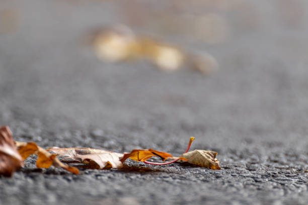 Autumn dry leaves on asphalt road. Fallen leaves macro on a walking path with blurred background. Autumn concept