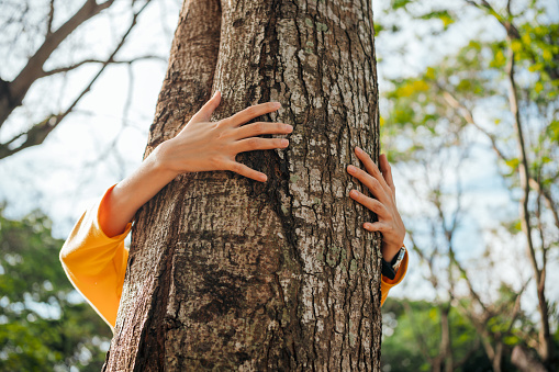 Female hands hugging big pine tree in forest. Environmental Wellbeing