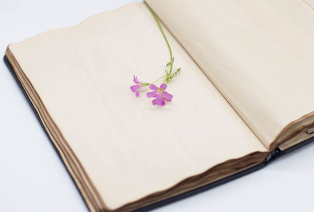 istock Close-up of a flower on a white page. Copy space 1446958789