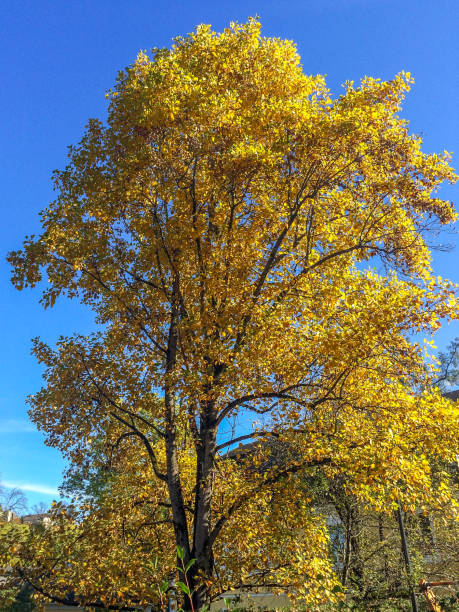 istock colorful autumn leaves 1446962013