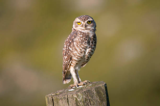 istock Wild owl portrait 1446962115