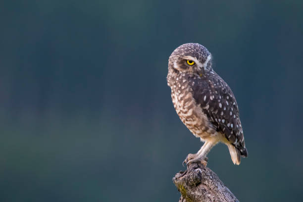 istock Wild owl portrait 1446962228