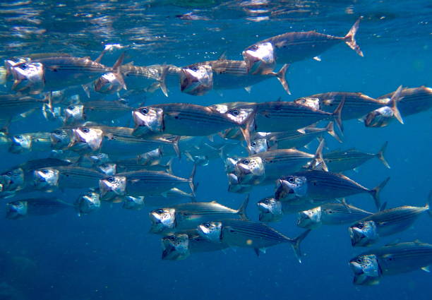 Mansuar island, Raja Ampat, West Papoua, Indonesia