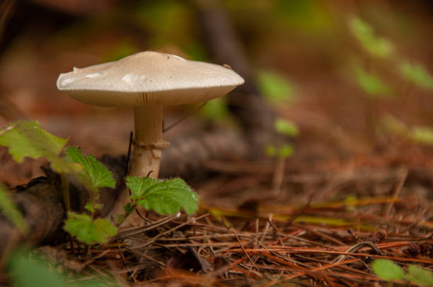 숲 바닥에 죽음의 모자 버섯 - 알광대버섯 뉴스 사진 이미지