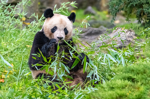 Close-up of China giant panda eating bamboo.