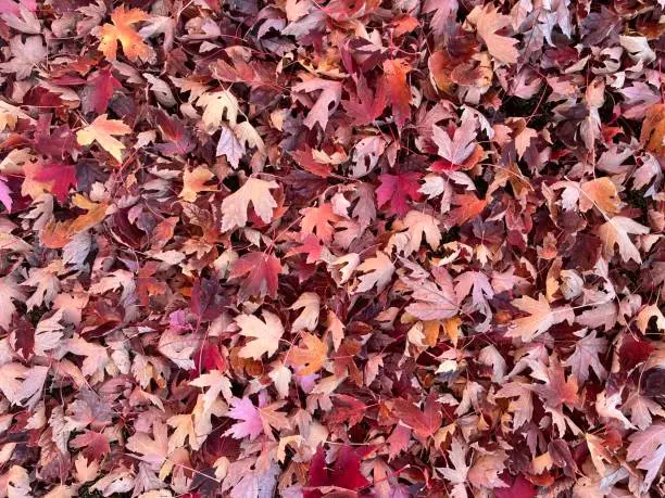 Photo of Red Autumn Leaves (Medium Zoom)