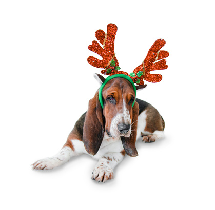 banner close-up hide three dogs pet celebrating christmas wearing a reindeer antlers diadem, santa hat and red ribbon. Isolated on white or gray background.