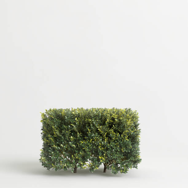 istock 3d illustration of bush isolated on white background 1446966223