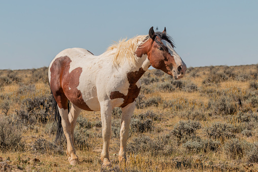 a beautiful wild horse in autumn in the Wyoming desert