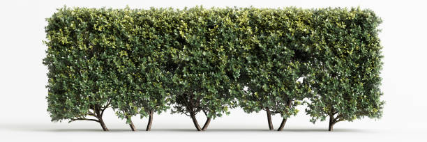 istock 3d illustration of bush isolated on white background 1446966959