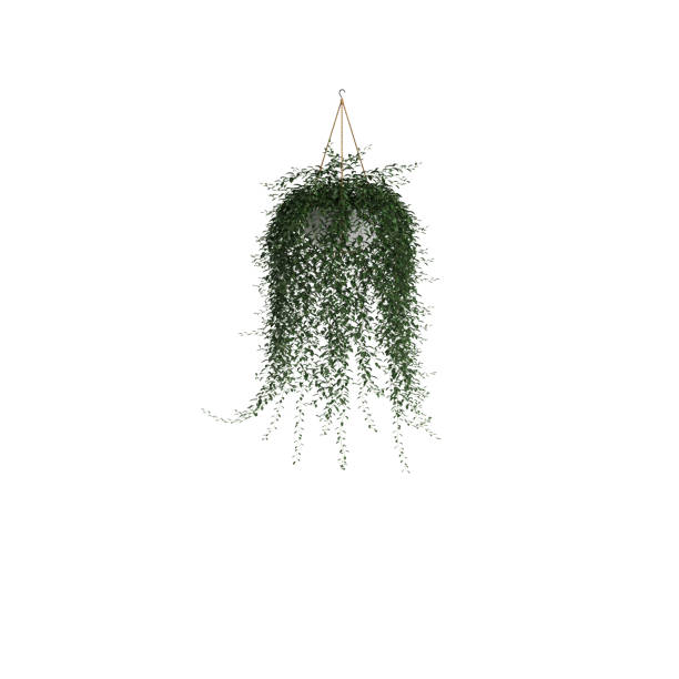 istock 3d illustration of hanging ivy isolated on white background 1446966980