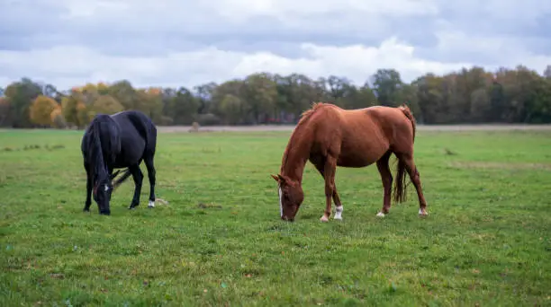 Photo of two beautiful horses grazing in a meadow on a cloudy day.