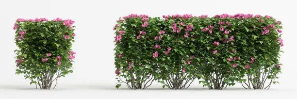 Photo of 3d illustration of set Bougain villea bush isolated on white background