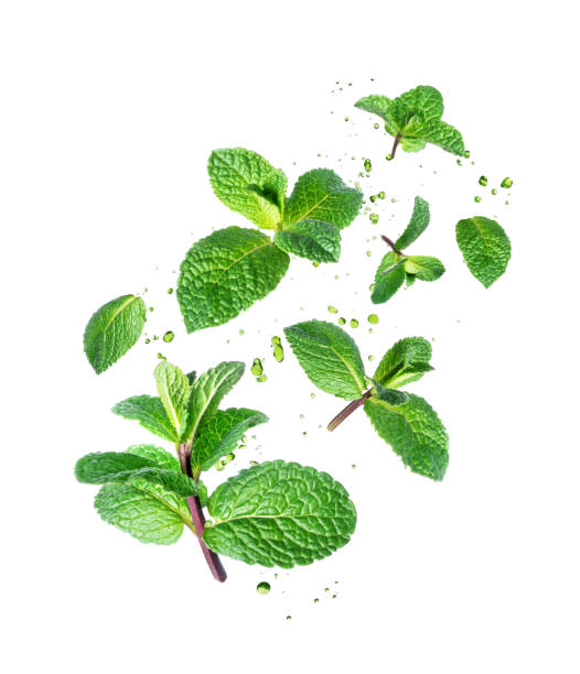 foglie di menta fresca con gocce nell'aria isolate su uno sfondo bianco - menta verde foto e immagini stock