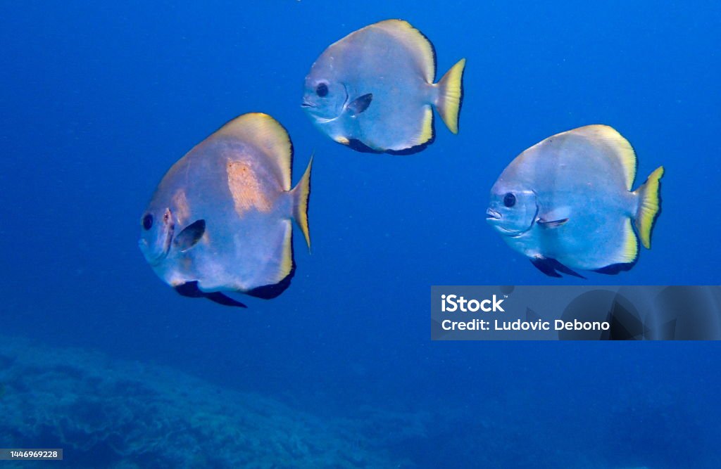 3 batfishes (Platax) swimming Mansuar island, Raja Ampat, West Papoua, Indonesia Animal Stock Photo